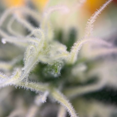 Simon growlog timeline photo