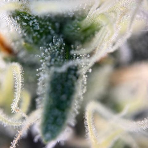 Simon growlog timeline photo