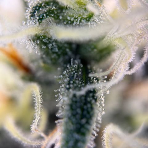 Simon growlog timeline photo