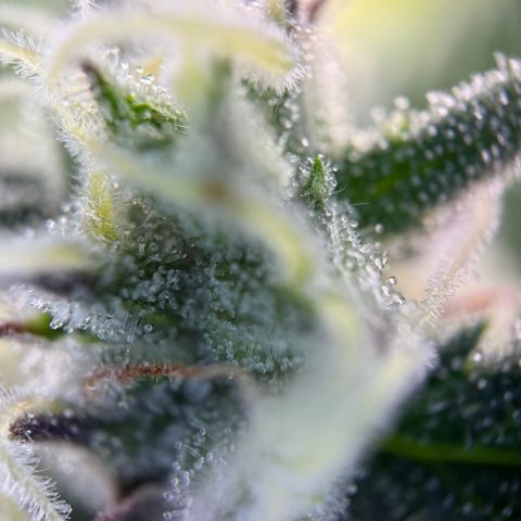 Simon growlog timeline photo