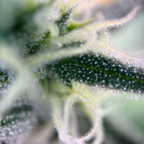 Simon growlog timeline photo