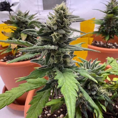 August growlog timeline photo