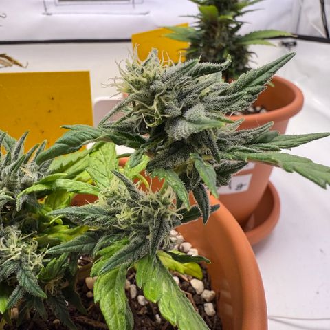 August growlog timeline photo