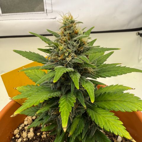 Simon growlog timeline photo