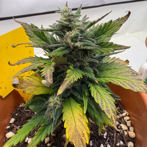 Wille growlog timeline photo