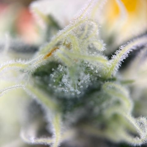 Simon growlog timeline photo