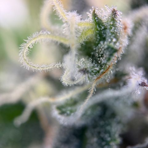Simon growlog timeline photo