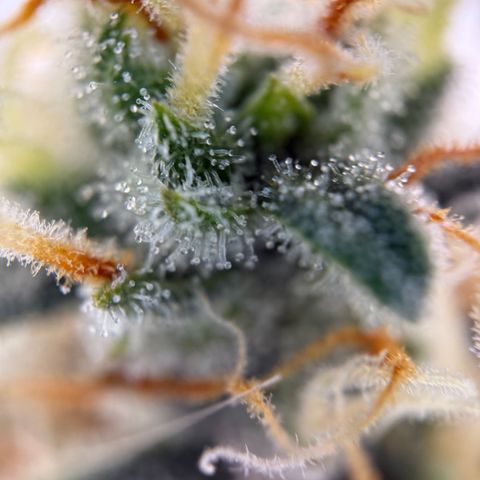 Simon growlog timeline photo