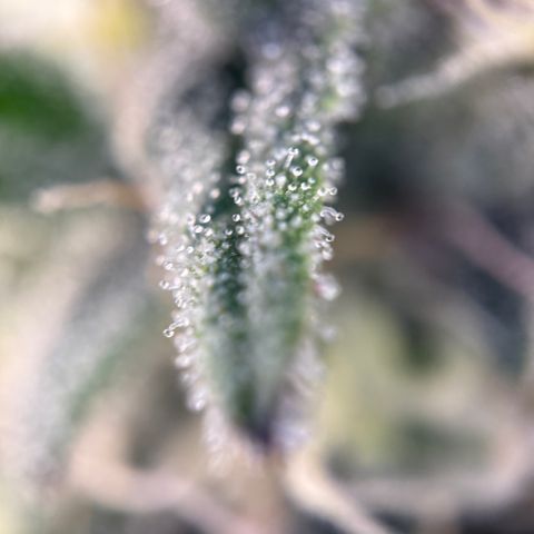 Simon growlog timeline photo
