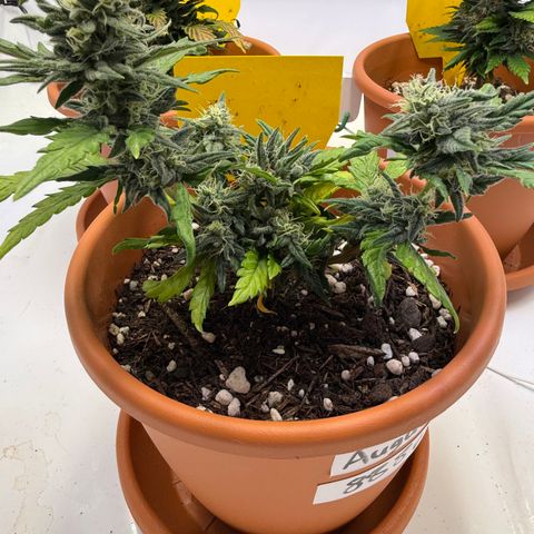 August growlog timeline photo