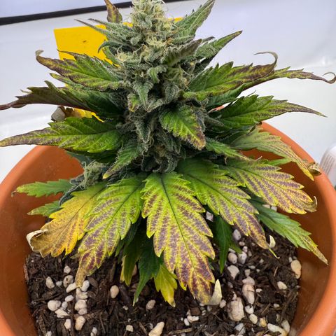 Wille growlog timeline photo