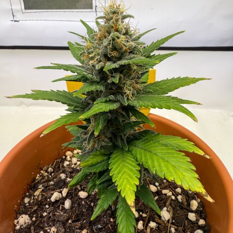 Simon growlog timeline photo