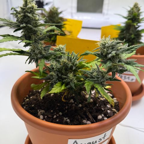 August growlog timeline photo
