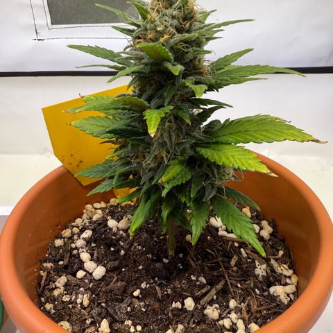 Simon growlog timeline photo