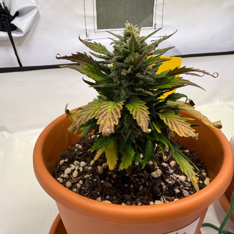 Wille growlog timeline photo