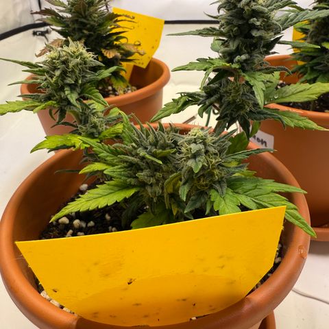 August growlog timeline photo