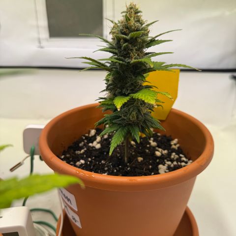 Simon growlog timeline photo