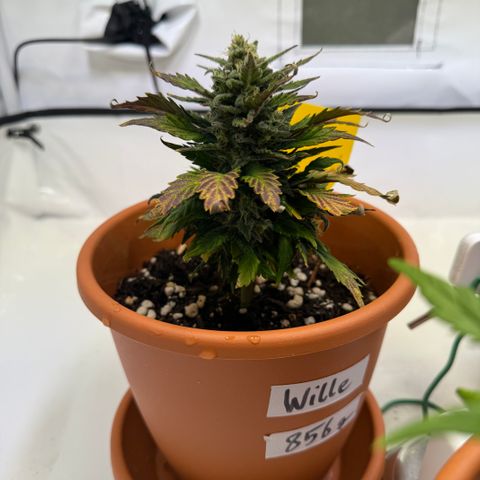 Wille growlog timeline photo