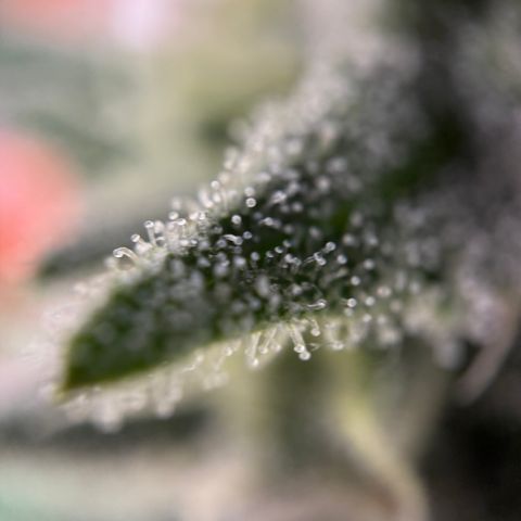 Simon growlog timeline photo