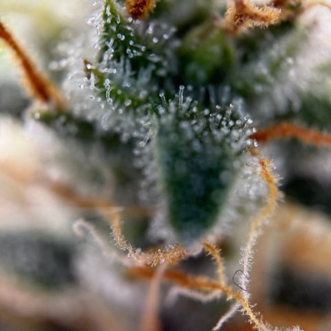 Simon growlog timeline photo