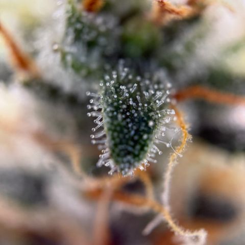 Simon growlog timeline photo