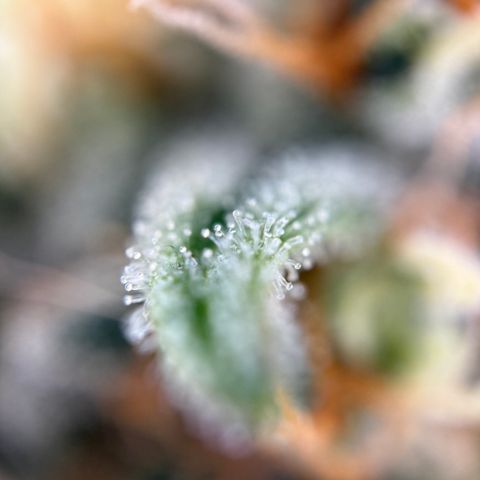 Simon growlog timeline photo
