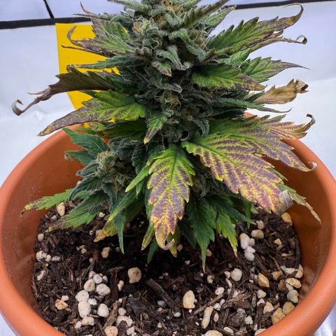 Wille growlog timeline photo