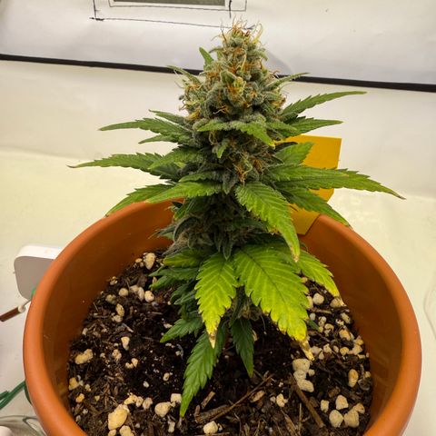 Simon growlog timeline photo