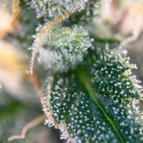 Simon growlog timeline photo