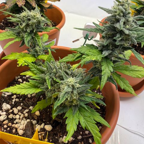 August growlog timeline photo