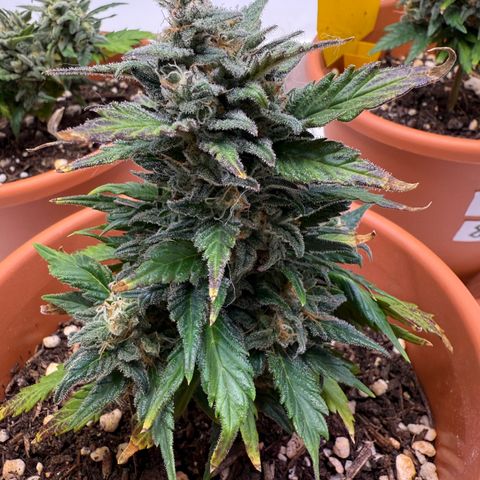 Wille growlog timeline photo
