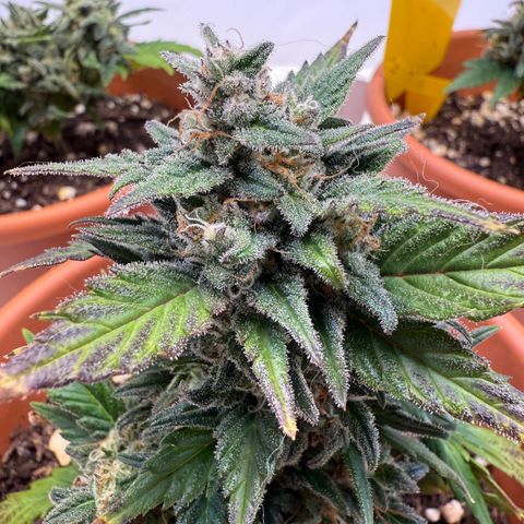 Wille growlog timeline photo
