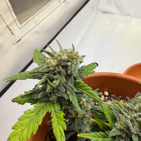 August growlog timeline photo