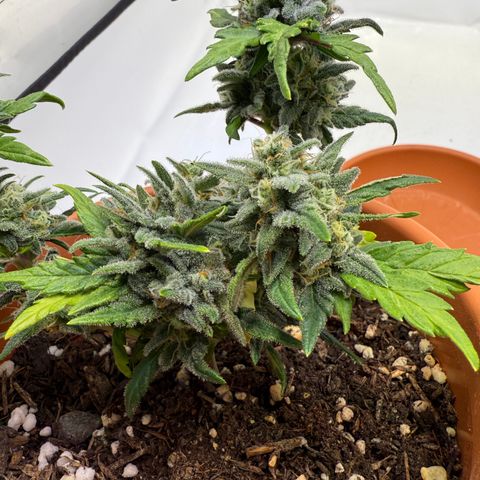 August growlog timeline photo