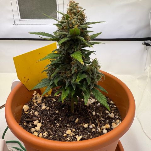 Simon growlog timeline photo