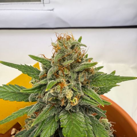 Simon growlog timeline photo
