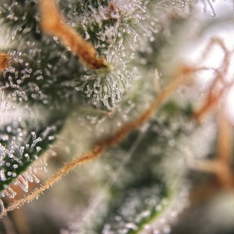 Simon growlog timeline photo