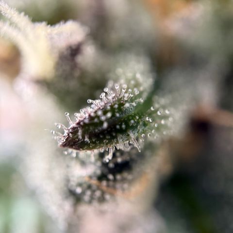 Simon growlog timeline photo
