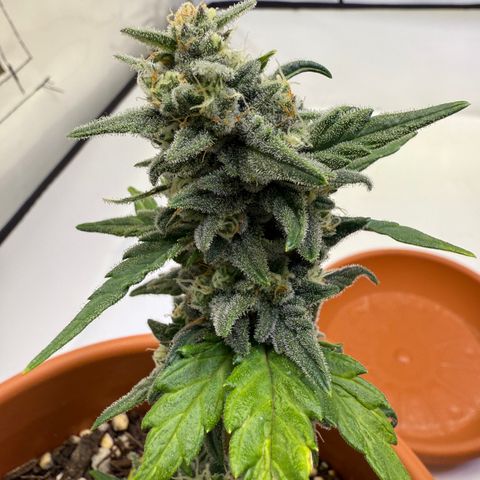 August growlog timeline photo