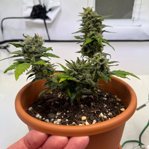 August growlog timeline photo