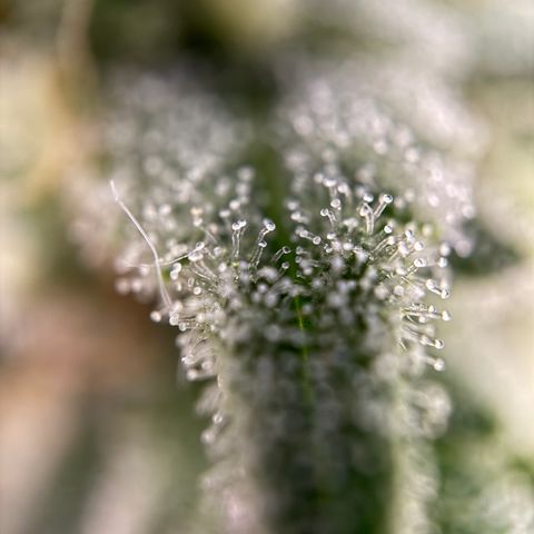 Simon growlog timeline photo