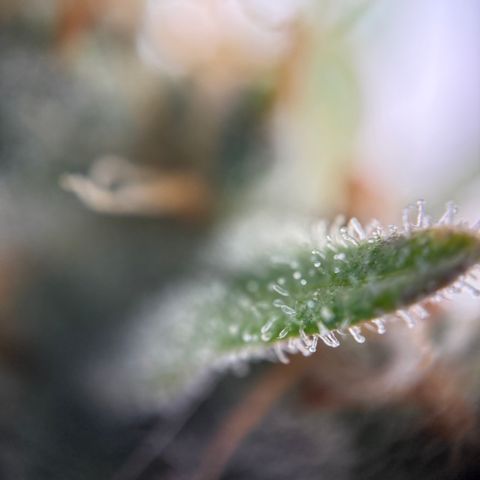 Simon growlog timeline photo