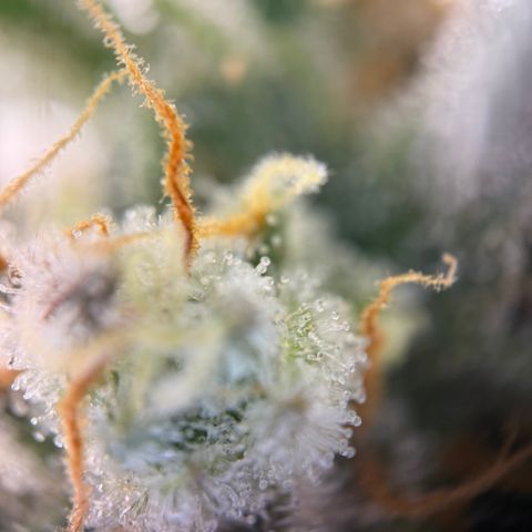 Simon growlog timeline photo