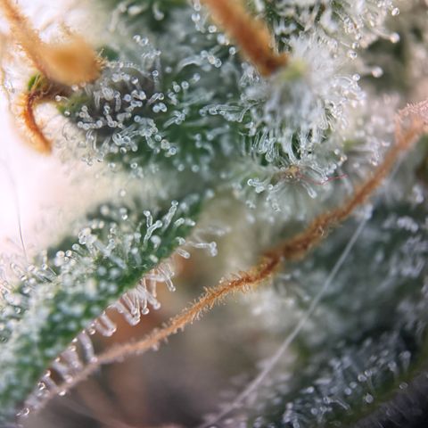 Simon growlog timeline photo
