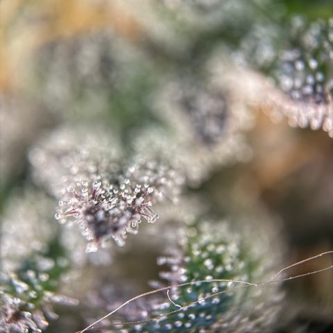 Simon growlog timeline photo