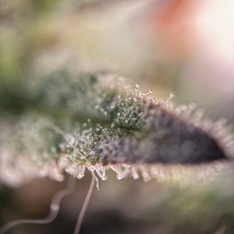 Simon growlog timeline photo