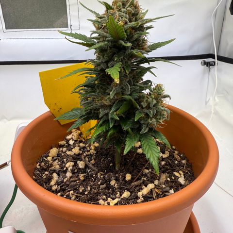 Simon growlog timeline photo
