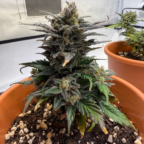 Wille growlog timeline photo