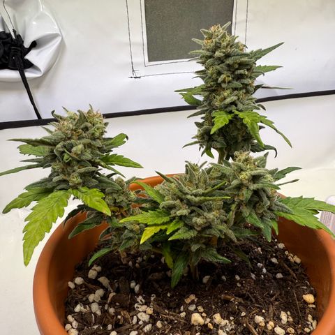 August growlog timeline photo