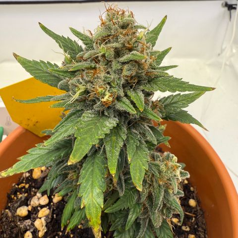 Simon growlog timeline photo